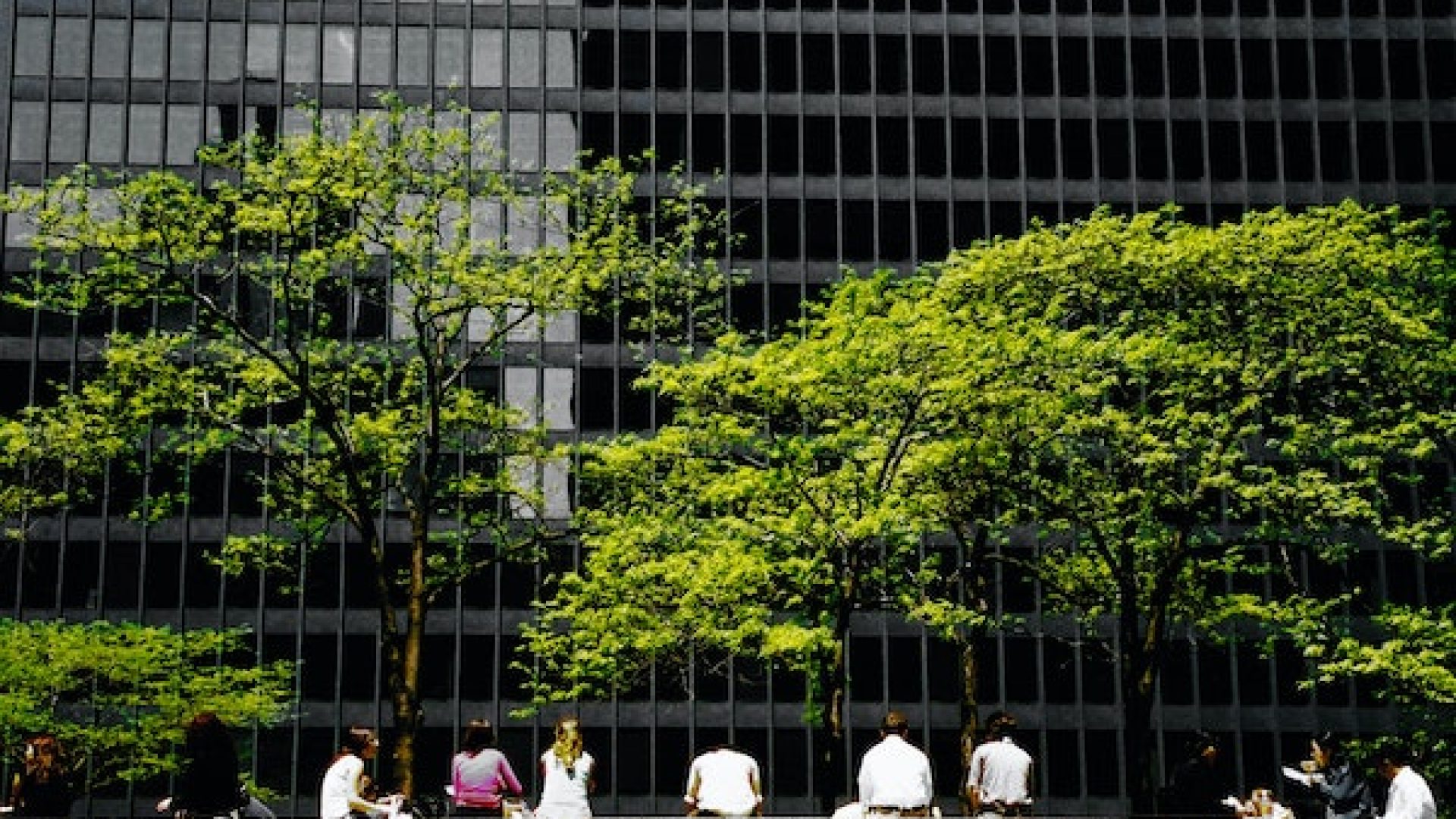 people sitting on a bench in the foreground and tall green trees in the middle ground and city office building in the background