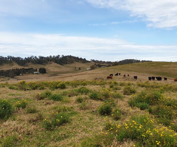 Media Release Photo 3 - View SE from Lac~awal and Gundungurra Cultural Route (Area 4), 18 Aug 22 (Credit - Heritage NSW)