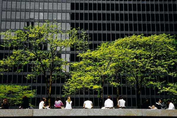 people sitting on a bench in the foreground and tall green trees in the middle ground and city office building in the background